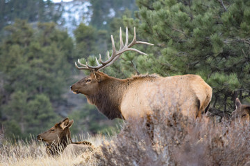 Colorado Elk