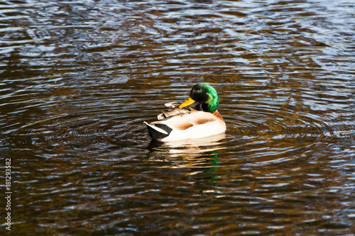 Fotografie, Obraz Close-up of duck floating on pond in autumn light