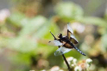 Wall Mural - Mourning Skimmer