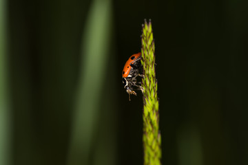 Wall Mural - Ladybug in a field