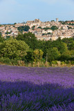 Fototapeta  - Village and lavender in Provence
