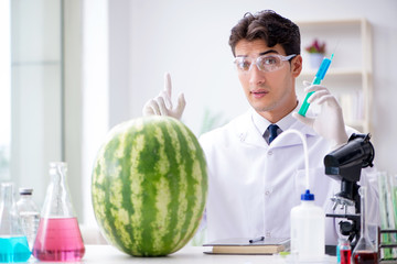 Scientist testing watermelon in lab 