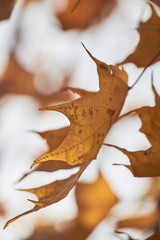 Wall Mural - maple tree detail in fall, Amish Country, Lancaster County, Pennsylvania, USA