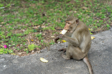 Monkey eating Banana