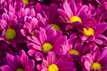Close Up Of Pink Chrysanthemums Flowers