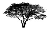 Fototapeta  - Vector drawing of the tree - detailed vector