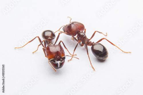 Zdjęcie XXL Czerwona mrówka na białym tle.