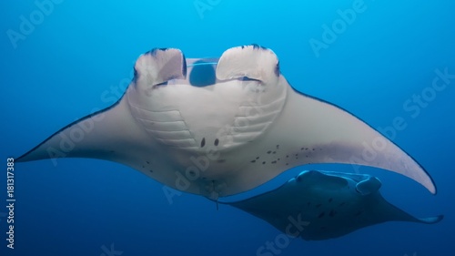 Mantarochen Bilder