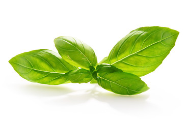 Fresh basil leaves isolated on white background.