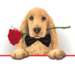 Golden Cocker Spaniel Dog with a Red Rose in His Mouth