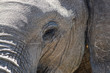 Close-up of an elephant's face