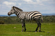 Portrait of a plains zebra stallion