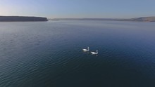 AERIAL: Two Beautiful White Swans Swim In The Lake In The Early Morning. Soft Sunlight, Amazing Landscape Of A Huge Lake With Steep Banks And Hills In The Background.