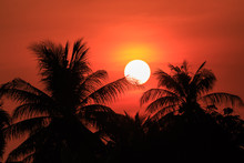 Silhouette Of Coconuts Palm Tree In Sunset. Concept For Summer Season