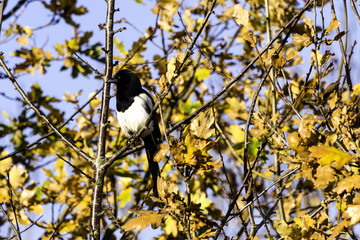 Sticker - wild magpie in the park - bedfont lakes country park, london