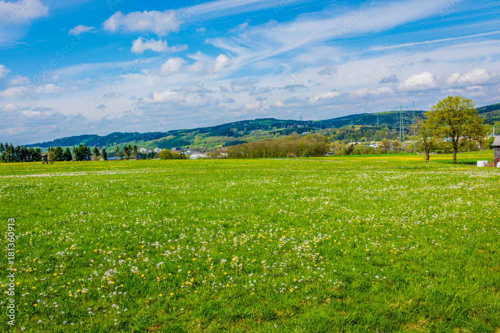 Frühlingswiese