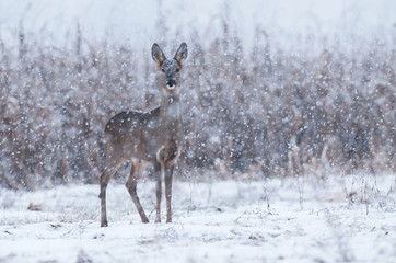 Wall Mural - Wild roe deer in a snowstorm