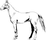 Fototapeta Konie - race horse without a harness drawn in ink by hand on background in full length