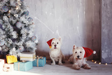 Two Christmas White Dog. West Highland White Terrier