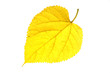 single autumn yellow leaf isolated on white background