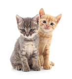 Fototapeta Koty - Two small kittens.