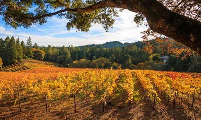 a panoramic of autumn colors of yellow and red in a vineyard. an oak tree frames the top of the imag