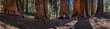 Panorama of Woman in Sequoia Grove