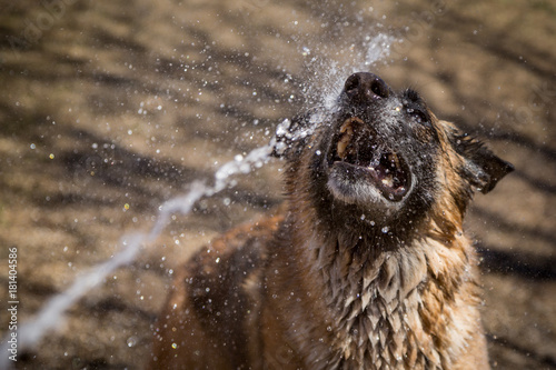 spraying water on dogs