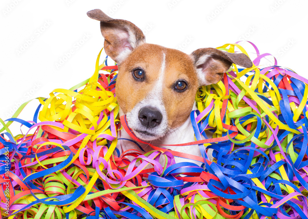 happy birthday  dog celeberation - obrazy, fototapety, plakaty 