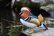 Mandarin Duck 16
