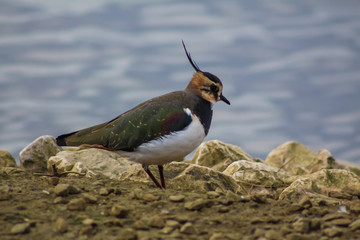 Canvas Print - lapwing 4