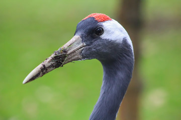 Sticker - stork