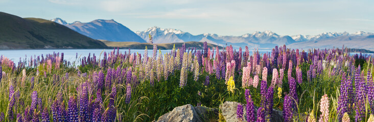 new zealand lupins in spring
