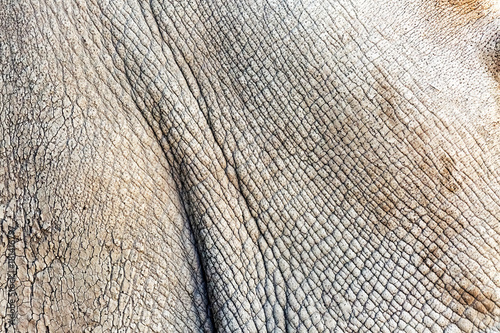 Fotografija White Rhinoceros Closeup Skin Texture