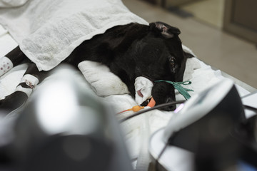 The black dog 's the placement of a tube that extends from the oral cavity into the trachea (endotracheal intubation) with cephalic vein intravenous cannulation .