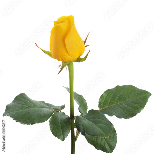 yellow rose bud