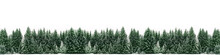 Panorama Of Spruce Tree Forest Covered By Fresh Snow During Winter Christmas Time. The Winter Scene Is Almost Duotone Due To Contrast Between The Frosty Spruce Trees, White Snow Foreground And Sky
