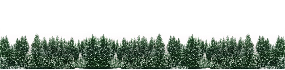 Panorama of spruce tree forest covered by fresh snow during Winter Christmas time. The winter scene is almost duotone due to contrast between the frosty spruce trees, white snow foreground and sky