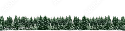 Fotografía Panorama of spruce tree forest covered by fresh snow during Winter Christmas time