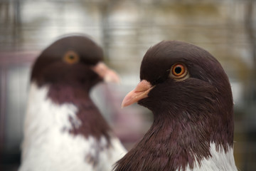 two doves, close up portrait