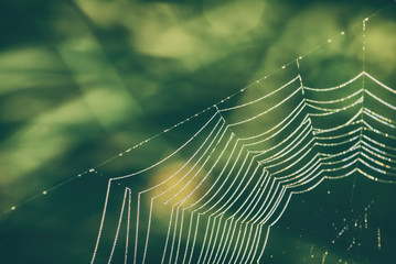 Spiderweb with morning dew
