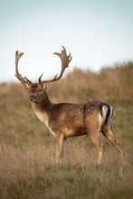 Buck Fallow Deer With Antlers On A Grassy Hillside.