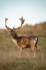 Buck Fallow deer with antlers on a grassy hillside.