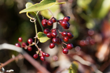 Wall Mural - Berries of the Common smilax