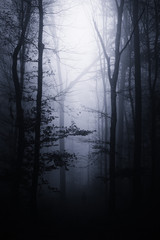 dark fantasy forest at night