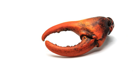 claw crab on white background.