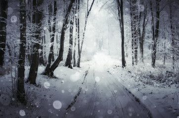  snowy road through forest in winter