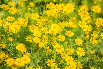  Golden yellow button flower in the nature background