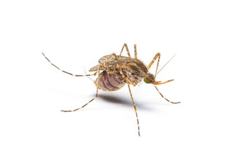 The female mosquito feed on animal blood in the belly isolated on white background