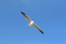 Seagull Flying In The Blue Sky